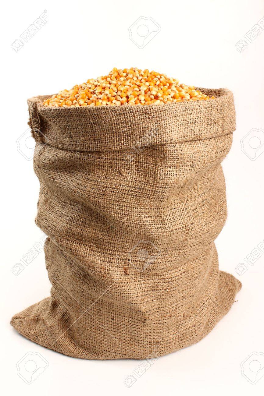 CORN IN 100KG BAGS