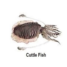  cuttle fish 