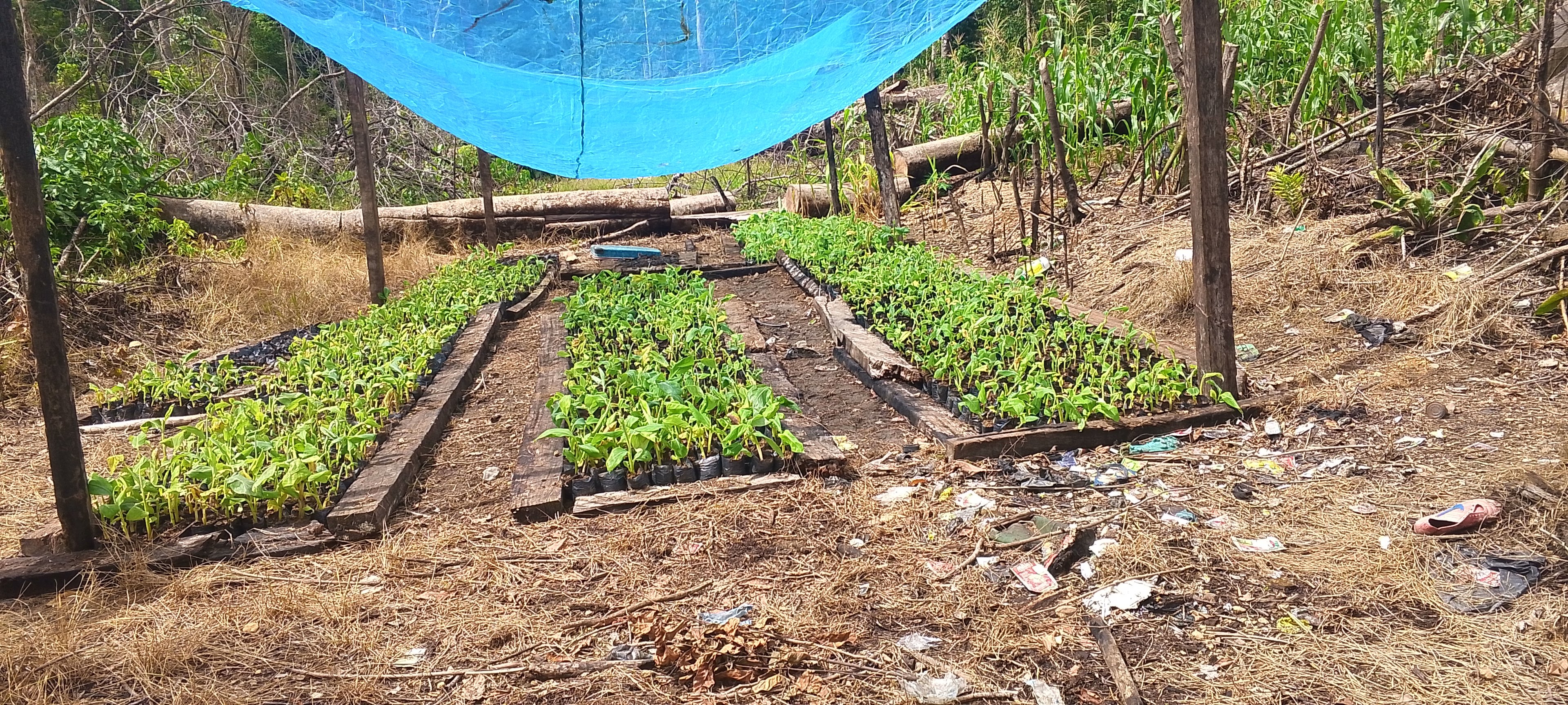 PIF production,grafted plants