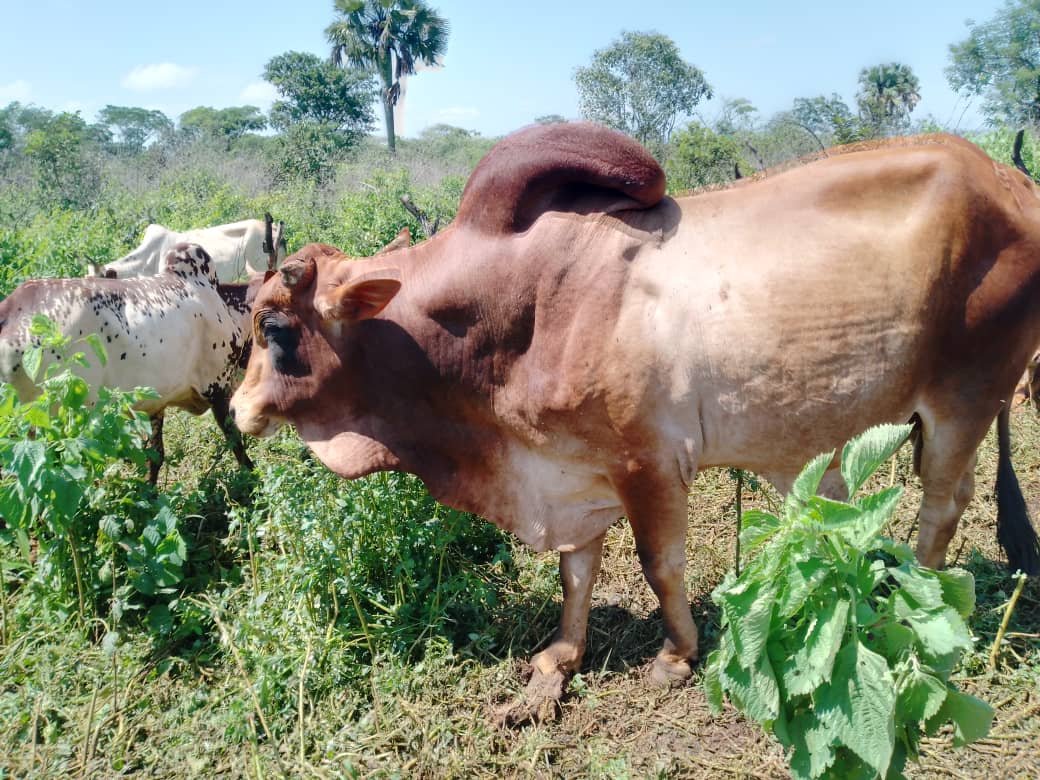 Boucherie, vente viande de boeuf