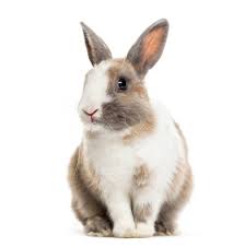 RABBIT IN KG