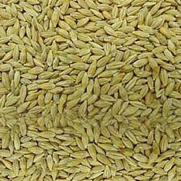 Pearl Barley