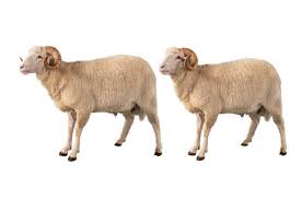 RAMS