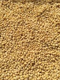 Whole Grain Indian Wheat 
