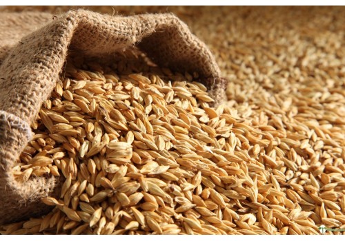 Best Quality Large Grain Wheat Available in Export Ready Packing