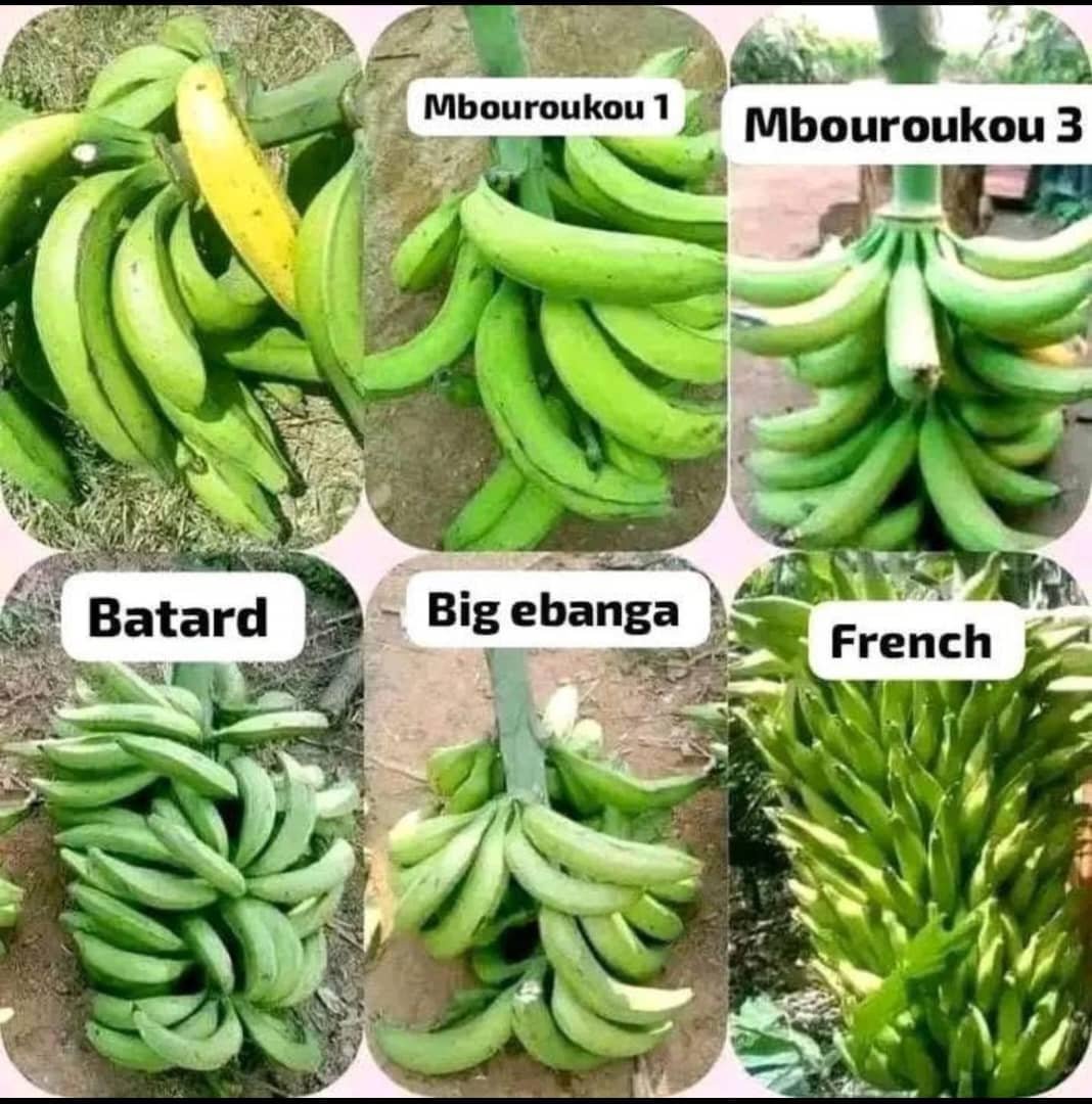 PIF production,grafted plants