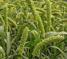 Annimal Feed Green millet