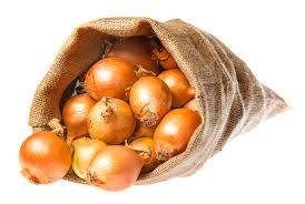ONIONS IN 100KG BAGS