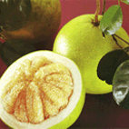 Pomelo