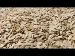 PISTACHIO IN 100KG BAGS