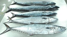 Seerfish whole ( Kingfish)
