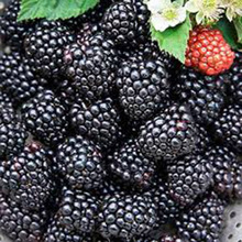 Blackberries